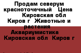 Продам северум красноточечный › Цена ­ 650 - Кировская обл., Киров г. Животные и растения » Аквариумистика   . Кировская обл.,Киров г.